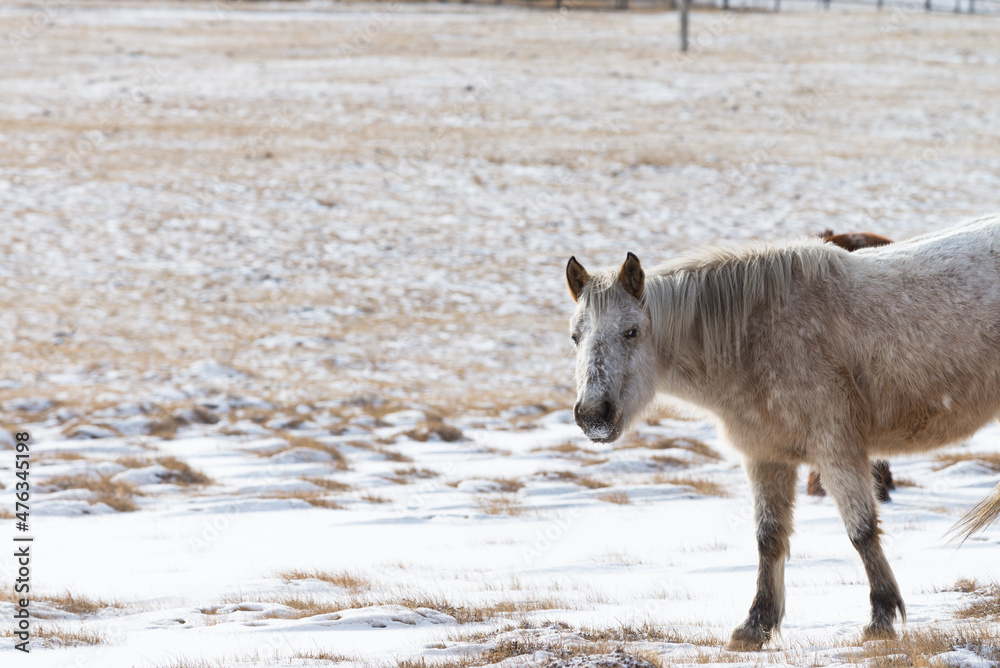 Herd of Horses at Gorkhi-Terelj National Park at Ulaanbaatar, Mongolia. Winter Jan 25 2019. Herd of Horses at Gorkhi-Terelj National Park at Ulaanbaatar, Mongolia. Winter Jan 25 2019.