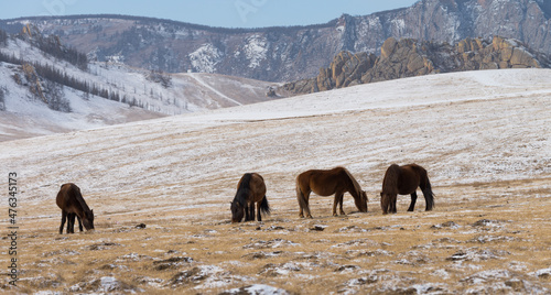 Herd of Horses at Gorkhi-Terelj National Park at Ulaanbaatar, Mongolia. Winter Jan 25 2019. 
