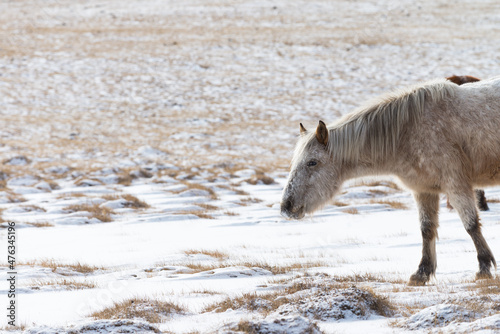 Herd of Horses at Gorkhi-Terelj National Park at Ulaanbaatar, Mongolia. Winter Jan 25 2019. 