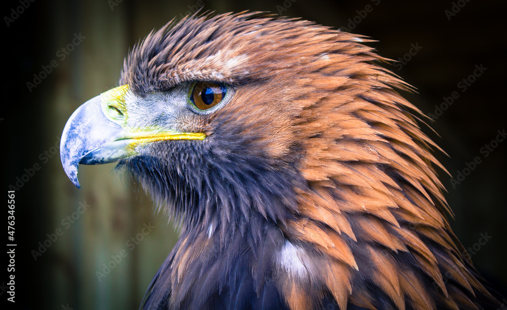 Naklejka premium close up of a eagle