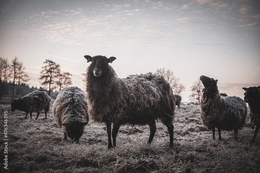 some black sheep standing on frosty meadow looking at camera