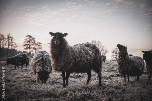 Obraz na płótnie some black sheep standing on frosty meadow looking at camera w salonie