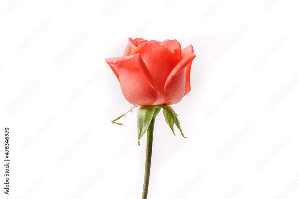 Beautiful blooming orange rose flower and its petals with green stem isolated in white background. Beautiful blooming orange rose flower and its petals with green stem isolated in white background.