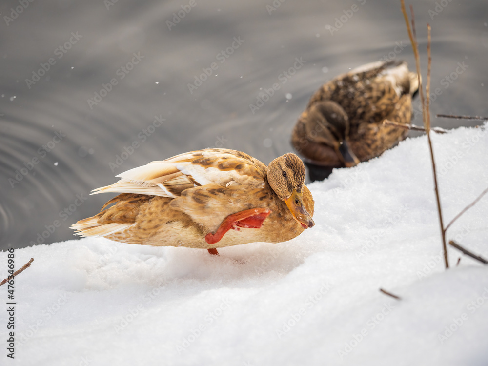Yellow colored Mallard female Duck on the white snow background. Animal polymorphism