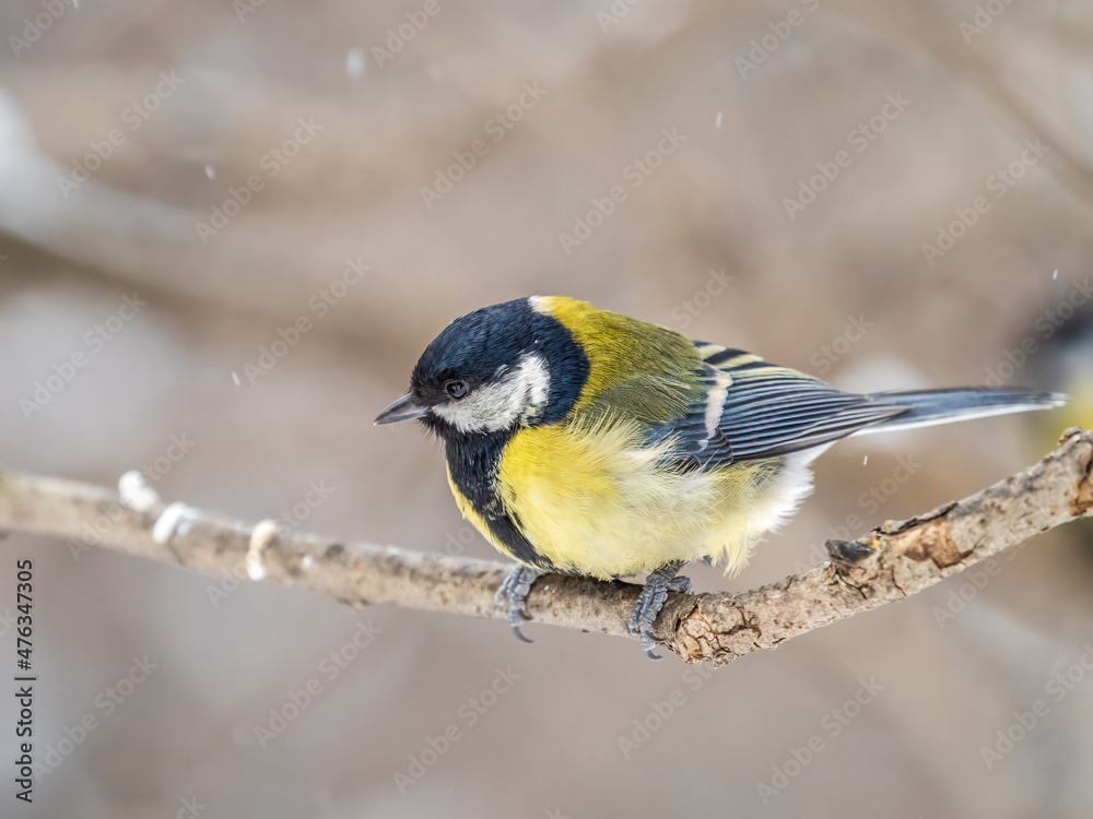 Cute bird Great tit, songbird sitting on a branch without leaves in the autumn or winter. Cute bird Great tit, songbird sitting on a branch without leaves in the autumn or winter.