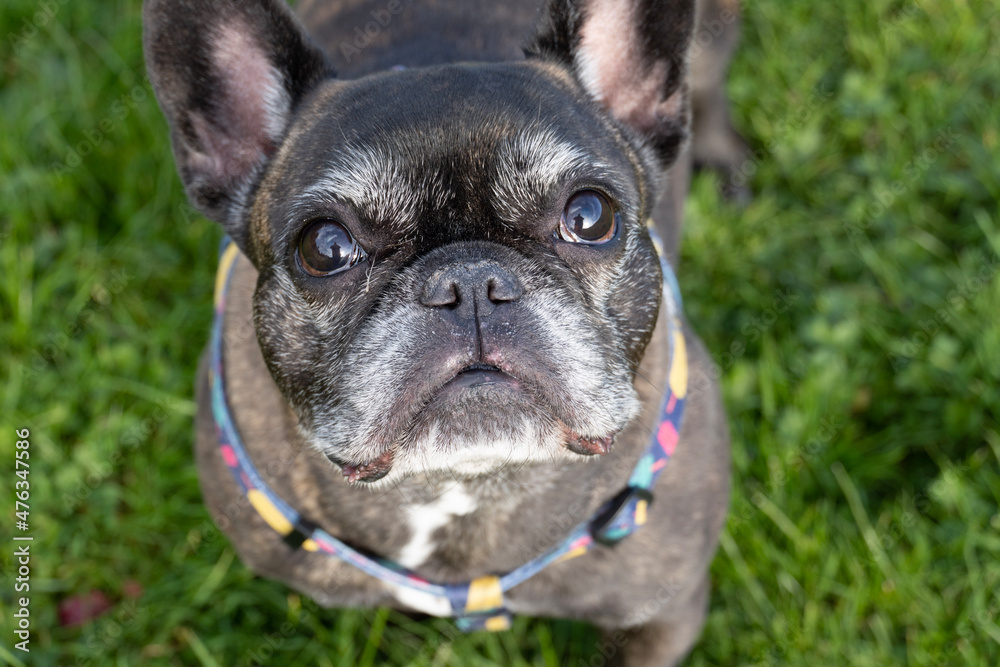 french bulldog puppy