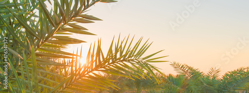 Panorama with plantation of date palms. The date palm garden is ready to be harvested.