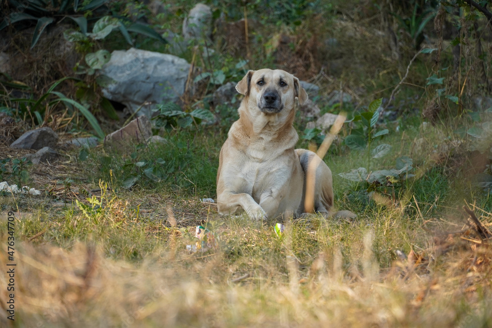 Alone dog sitting happily street of dog images Alone dog sitting happily street of dog images
