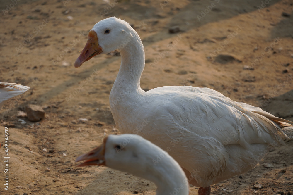 Fototapeta premium Beautiful image of Indian Swan images