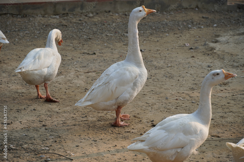 Indian Swans in park images Beautiful image Indian Swans in park images Beautiful image