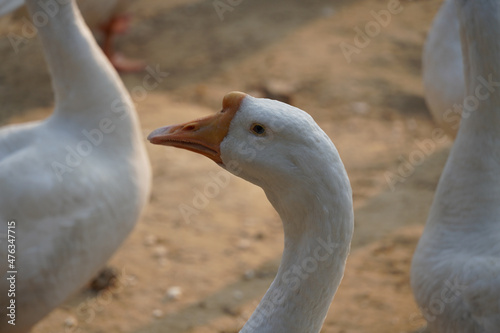 Beautiful image of Indian Swan images photo