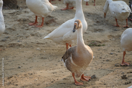 Indian Swan images Beautiful image photo