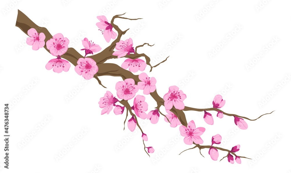 Fototapeta premium Cherry blossom tree branch with blooming flowers