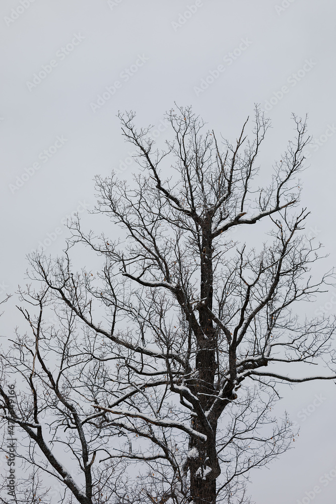 Silhouette of bare tree covered snow against sky Silhouette of bare tree covered snow against sky