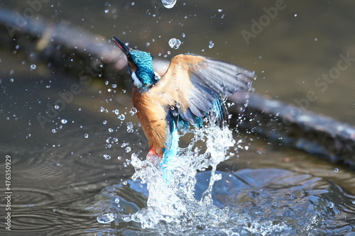 kingfisher in the pond