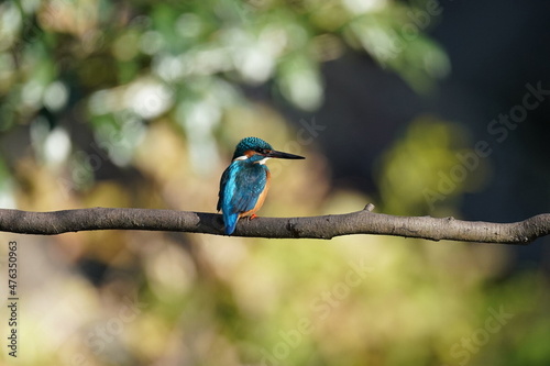 kingfisher in the pond © Matthewadobe
