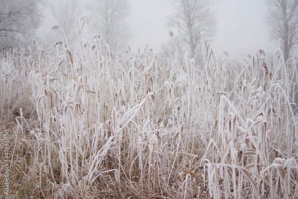 Obraz premium Pflanzen im Winterschlaf