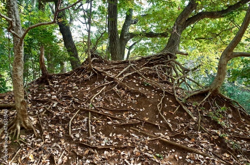 八国山緑地 木の根