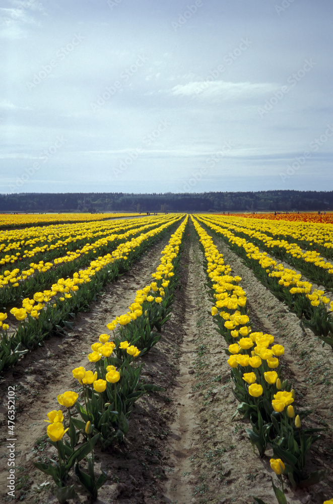 Field of yellow tulips in Amsterdam.