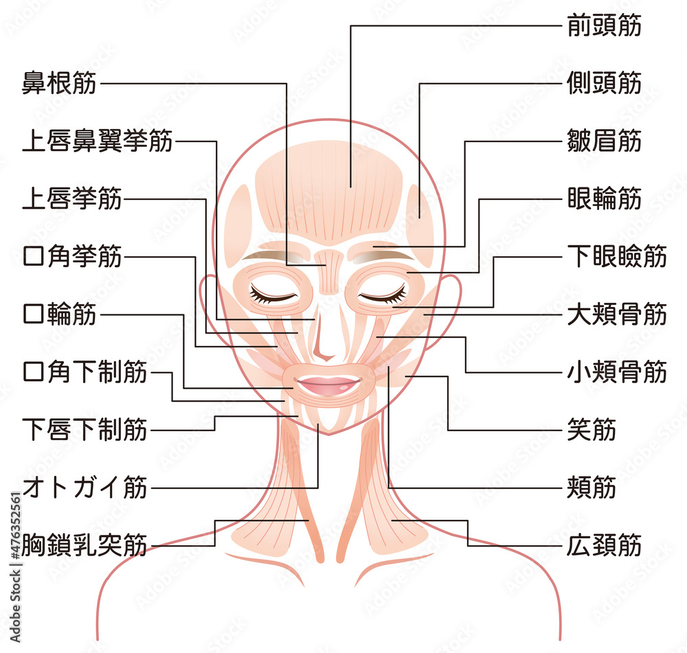 Fototapeta premium 顔の筋肉の仕組み 美容 医療