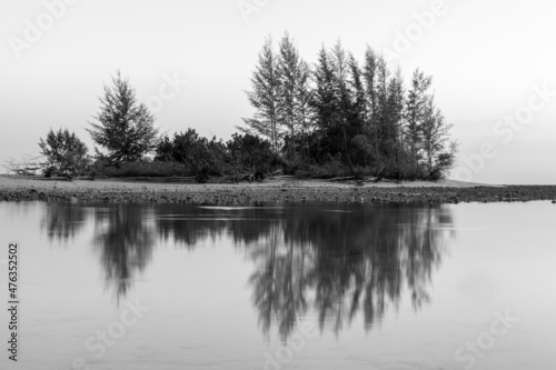 Black and white landscape of sea pine trees reflecting
