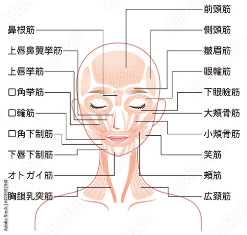 顔の筋肉の仕組み　美容　医療 photo