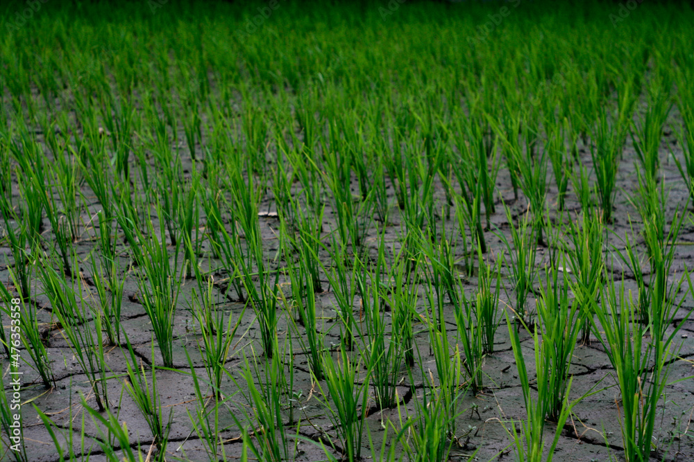 Fototapeta premium Drought in rice field