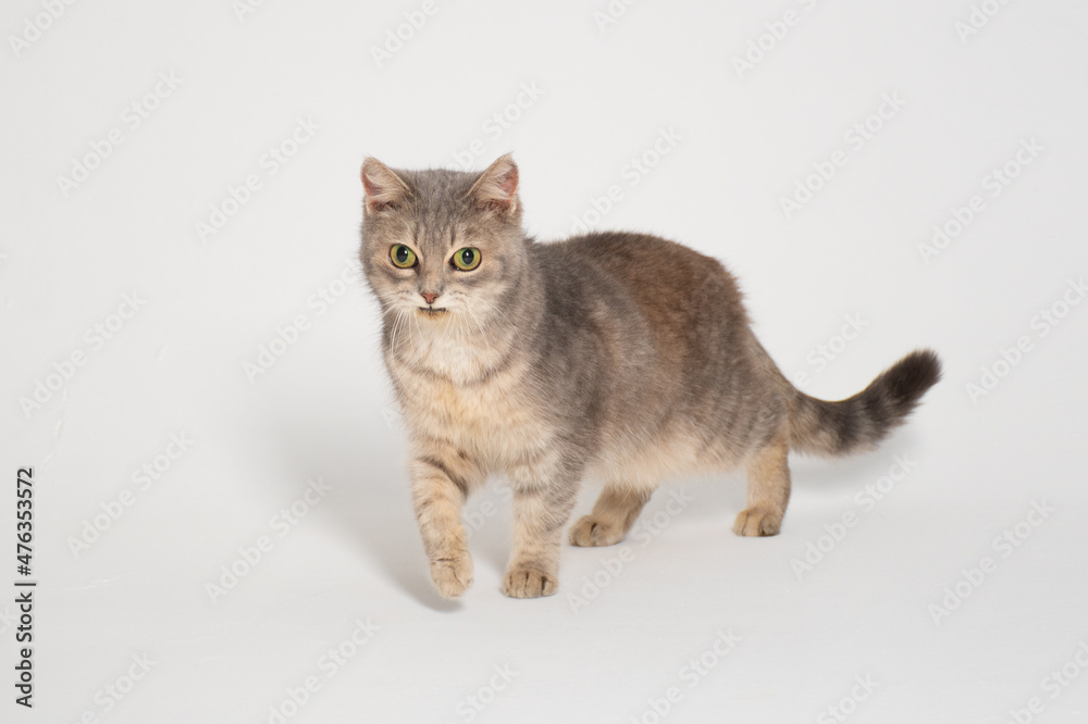 Funny fluffy grey cat of British breed with big yellow-green eyes on a white background: a place for text