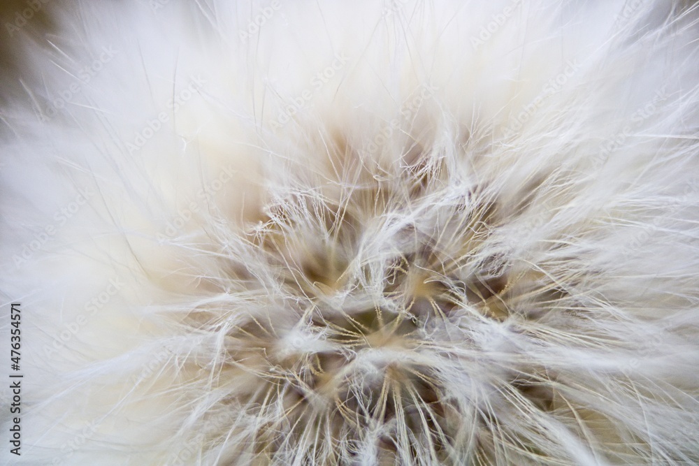 dandelion seed head macro close up with very shallow depth of field