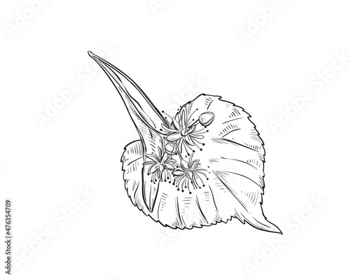 Hand drawn sketch black and white of linden flowers, leaf. Vector illustration. Elements in graphic style label, card, sticker, menu, package. Engraved style illustration.