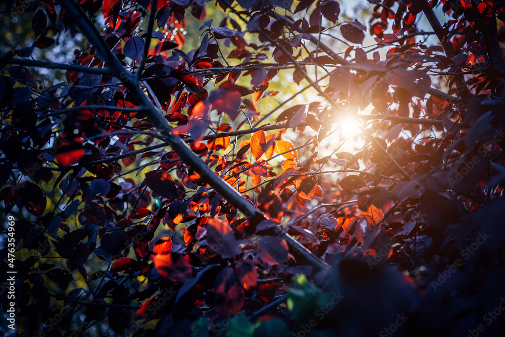 Bright rays of sunlight illuminate the dense red-yellow foliage, view from below. Mysterious light in autumn garden. Beautiful natural background, close-up texture of leaves.