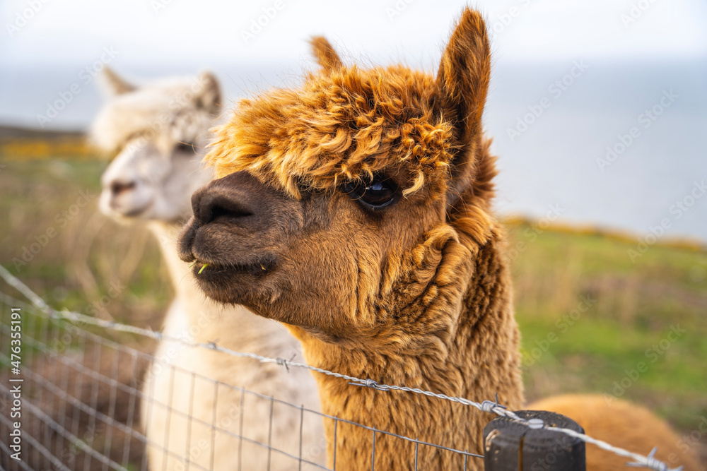 Obraz premium alpaca in the zoo