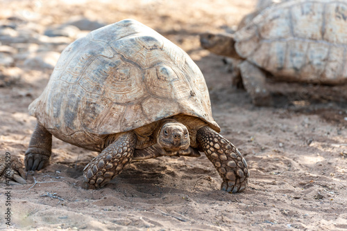 Close up African spurred tortoise walking