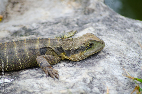Australian Water Dragon standing and raise its head on the rock.