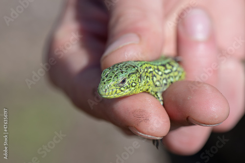 lizard in hand Fototapeta