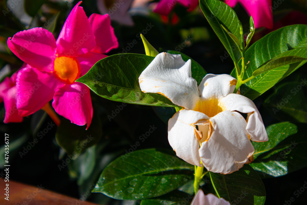 Fototapeta premium pink and white orchid