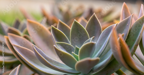 close up of succulent plant