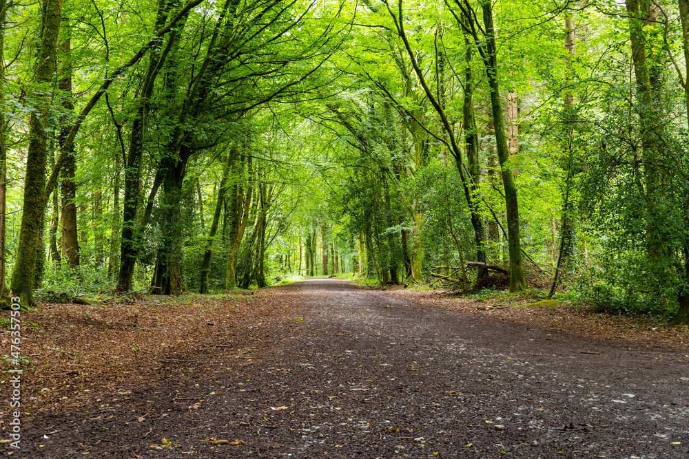 Fototapeta premium road in the forest