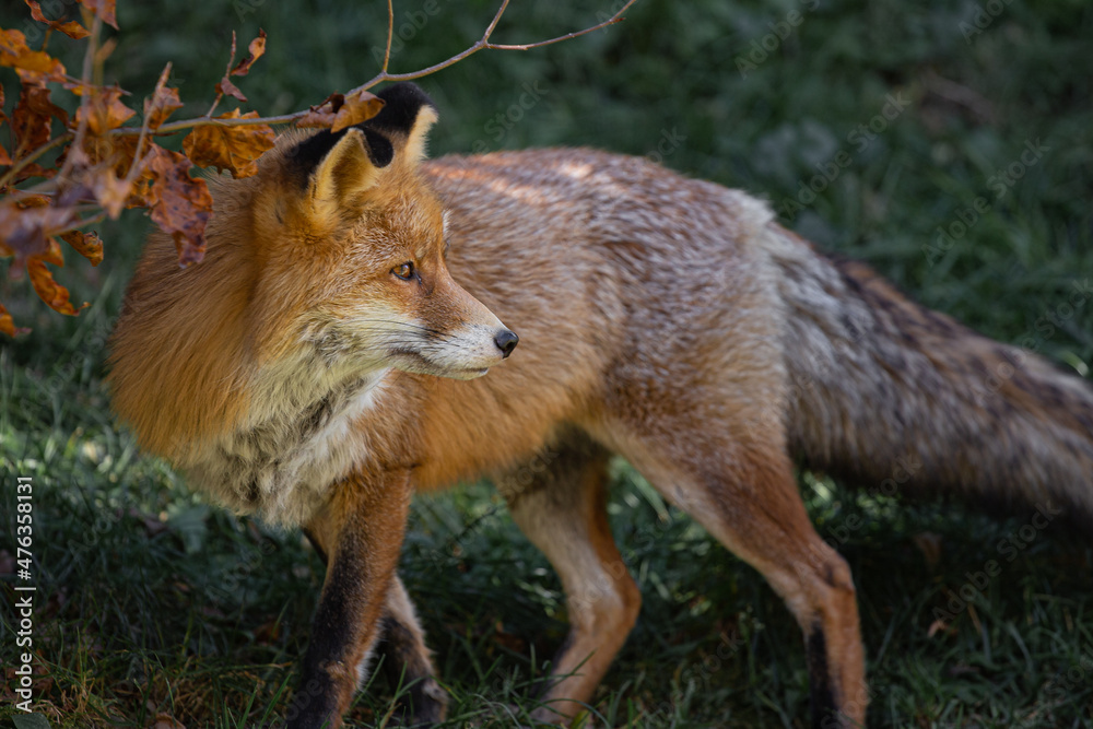 Red iberian fox wildlife in a Pyrenes green mountain landscape Red iberian fox wildlife in a Pyrenes green mountain landscape