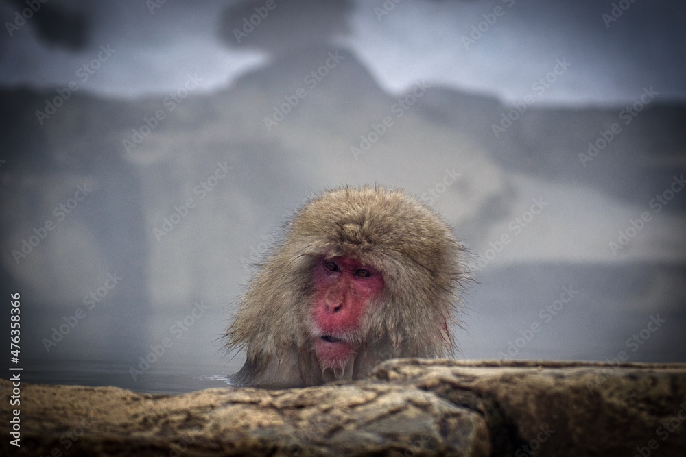 Naklejka premium monkey enjoying hot spring