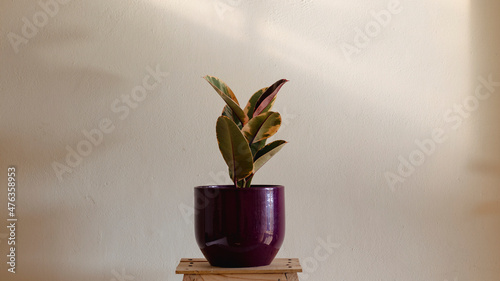 Ficus elastica variegated rubber plant