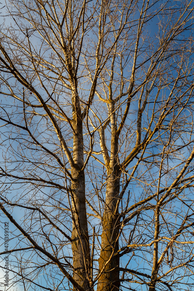 Poplar in winter without leaves. Populus. Poplar in winter without leaves. Populus.