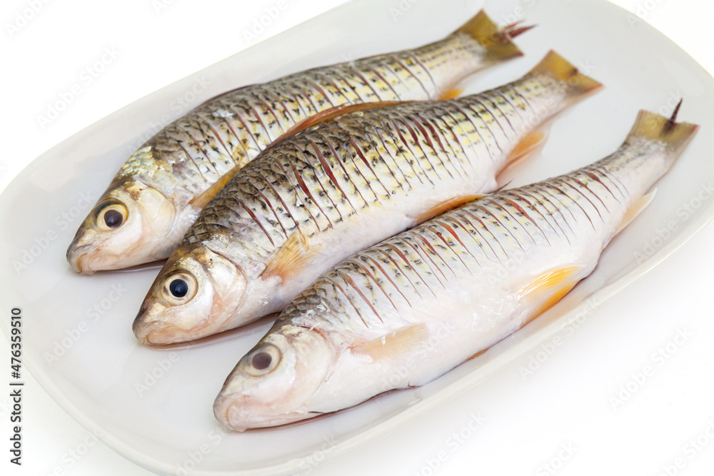 Raw Osteochilus or fresh water fish in thailand Raw Osteochilus or fresh water fish in thailand