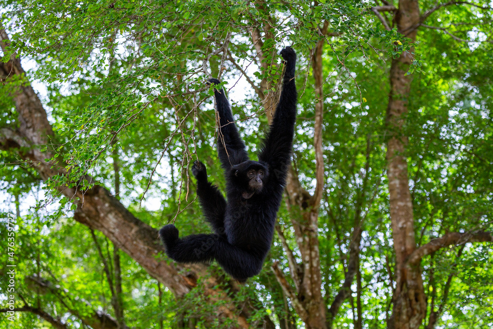 Naklejka premium A Siamang gibbon is hanging from a tree.