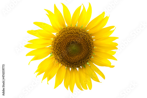 Yellow sunflower isolate © Eakkapon Sriharun