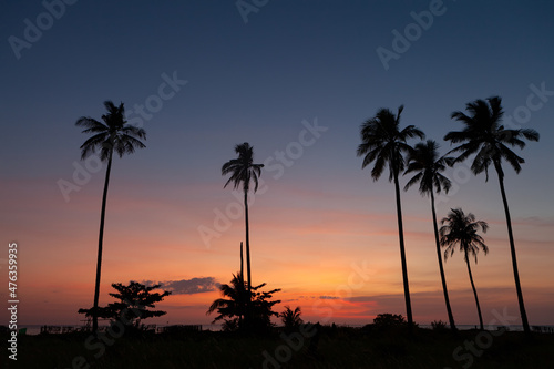 .Silhouette coconut palm tree with the colorful sky