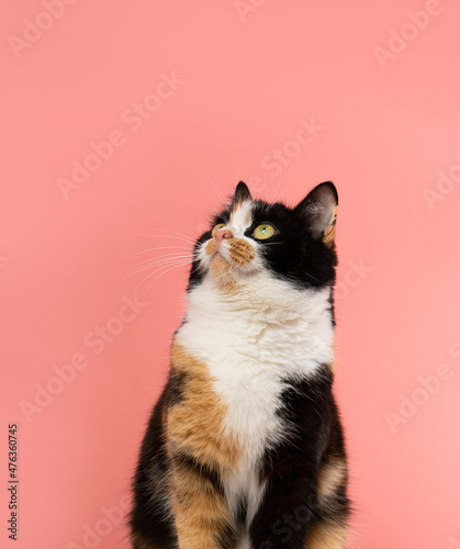 tricolor young cat looks up with interest on a coral background photo