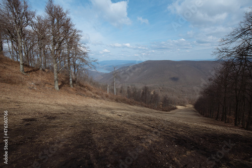 landscape in the forest