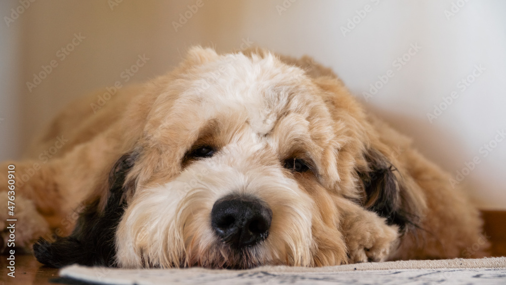 Dog Laying down warm tones bernedoodle Dog Laying down warm tones bernedoodle