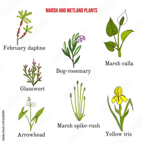 Marsh and wetland plants collection